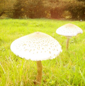 Setas en los campos de Tineo